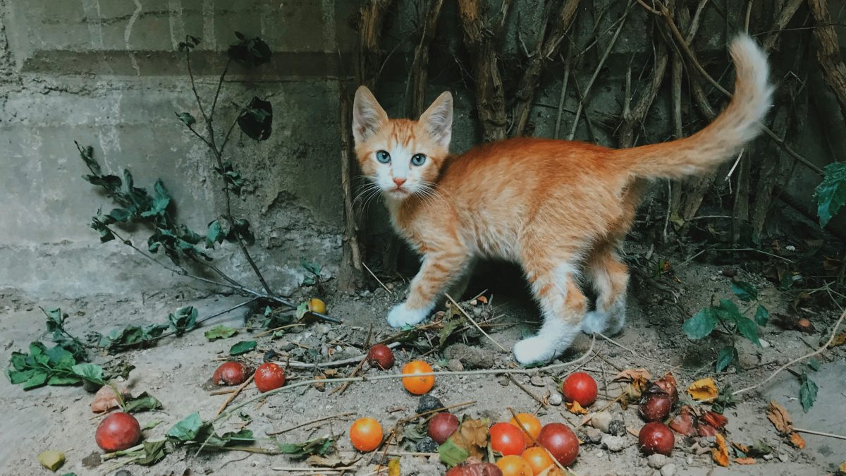 تغذیه و غذای گربه: راهنمای جامع مراقبت از تغذیه گربه در ایران | cat nutrition