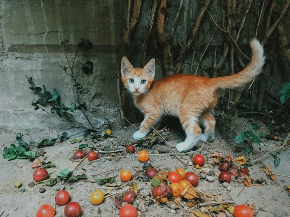 تغذیه و غذای گربه: راهنمای جامع مراقبت از تغذیه گربه در ایران | cat nutrition