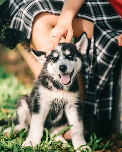 dog-7691238_1280 dog-7691238_1280