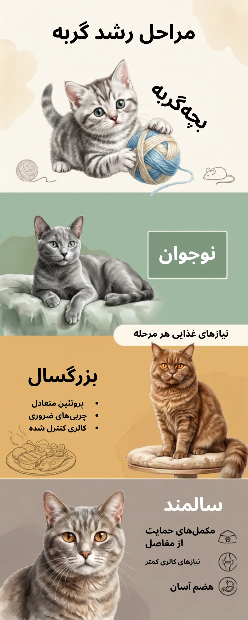 جدول تغذیه گربه در مراحل مختلف زندگی از بچه‌گربه تا سالمند