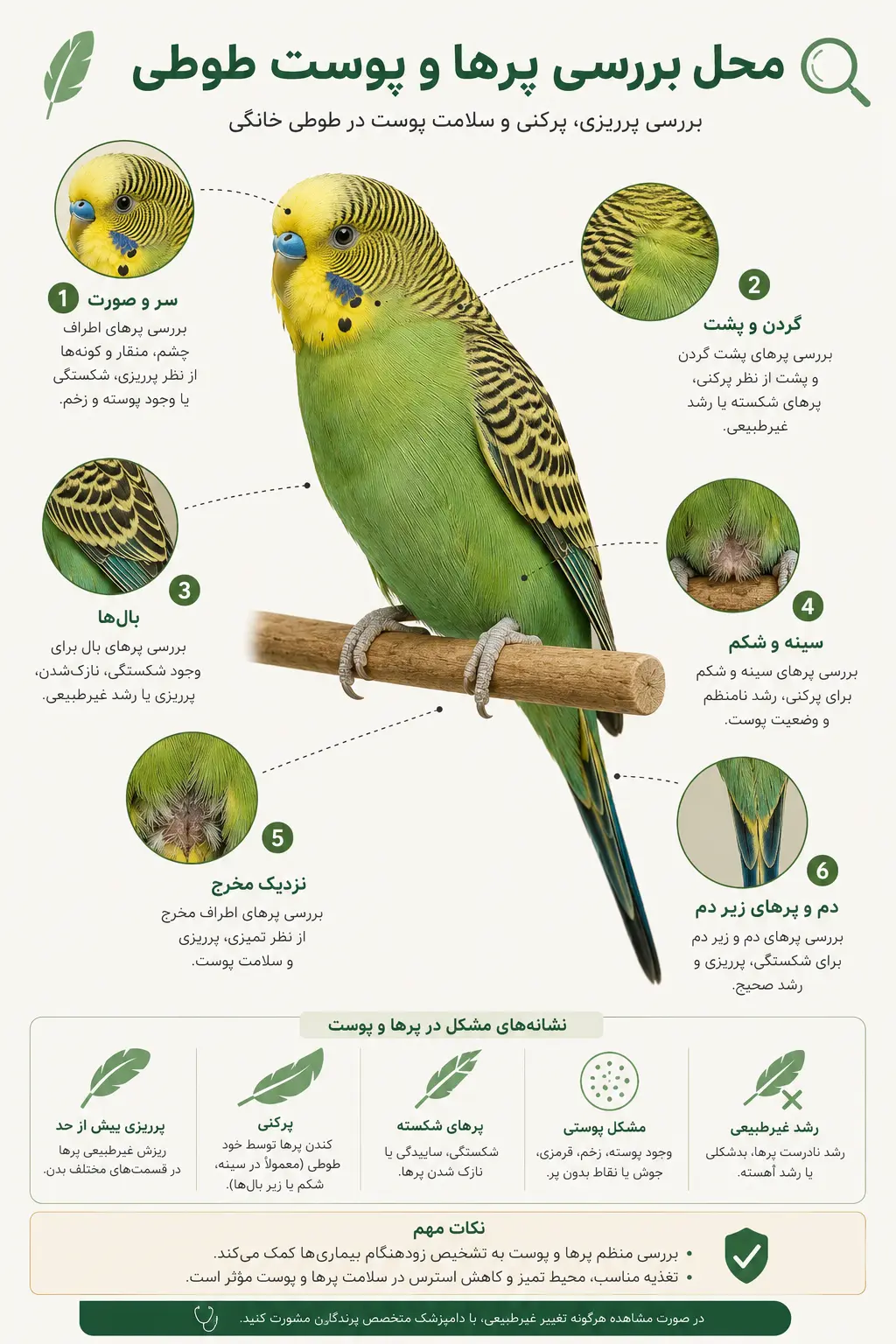 بررسی پرریزی، پرکنی و سلامت پوست در طوطی خانگی